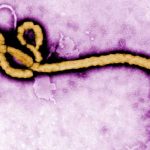 WHO reports 906 Ebola cases, 223 suspected deaths in Congo